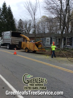 Greenleaf's Tree Service Photo