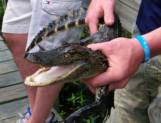 Images Cajun Encounters Tour Company
