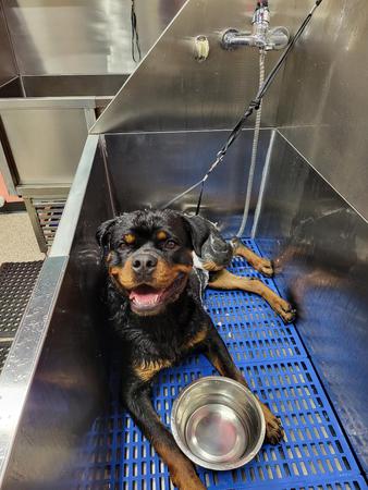 Images Well Groomed Pets McAllen