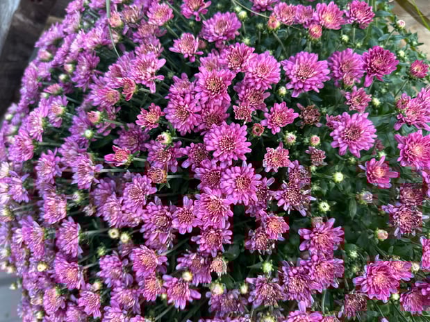 Images Froggy Bottom Materials