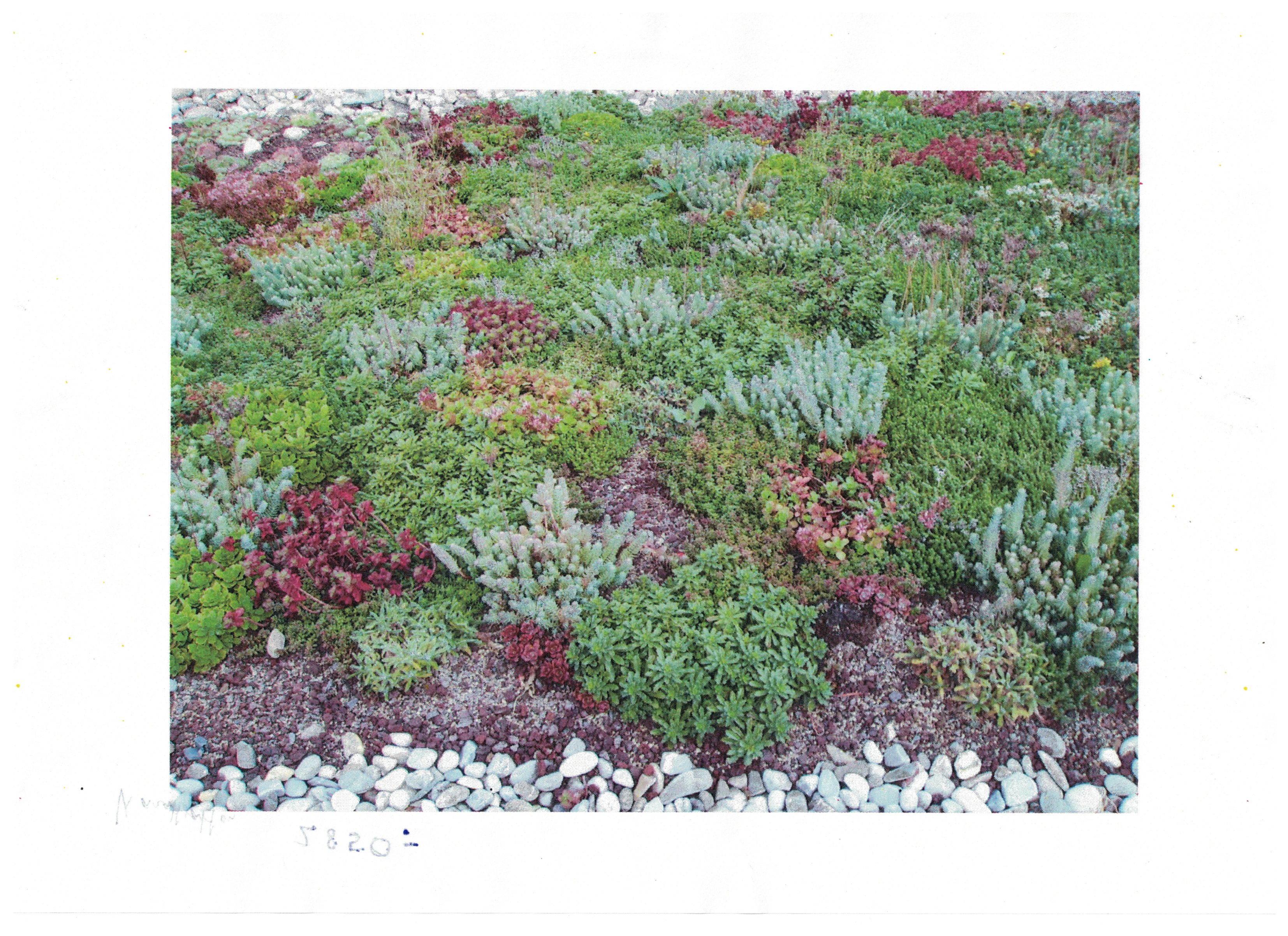 Bilder Gärtnerei Ziegler Samuel