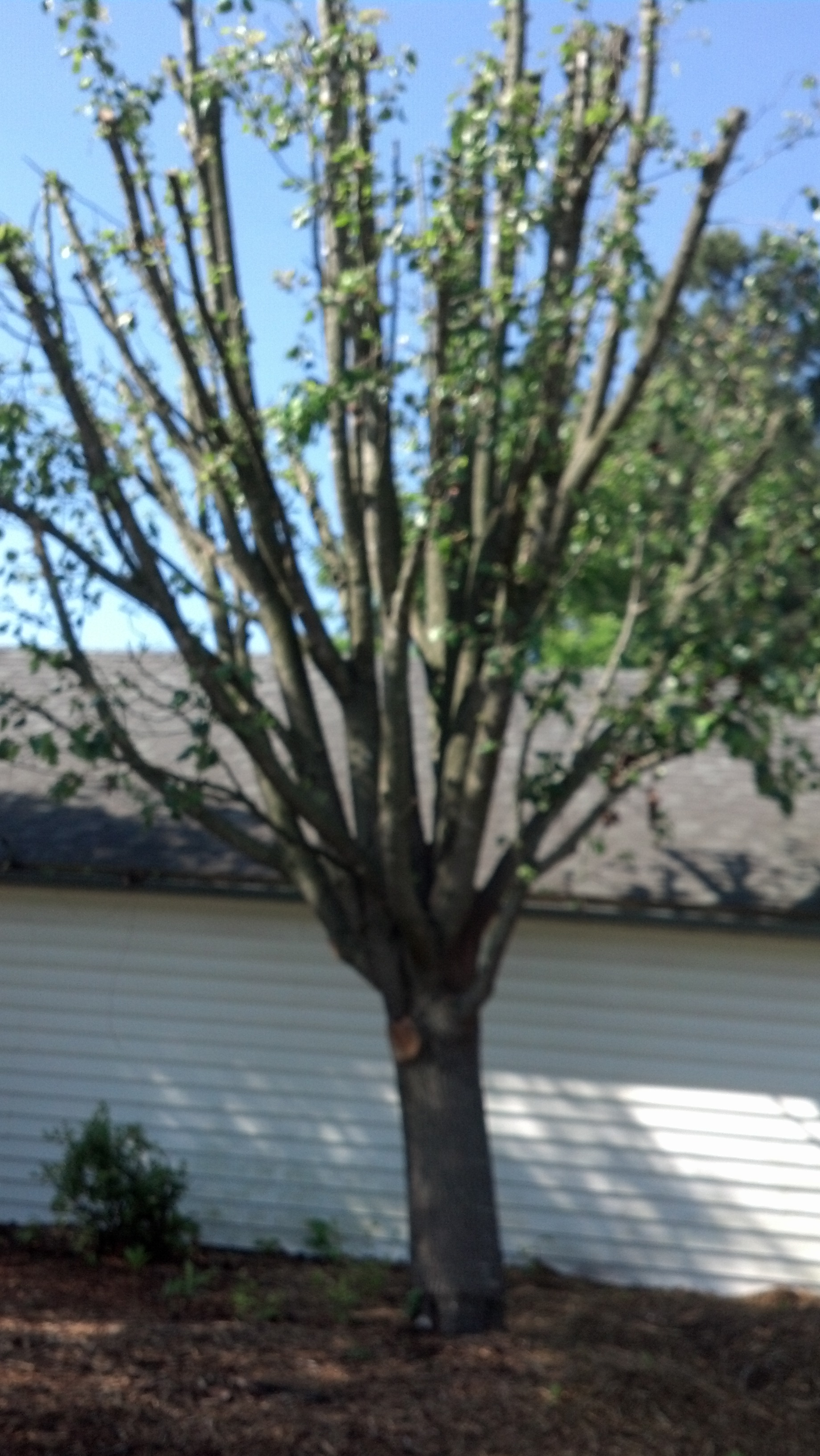 Isaacs Tree Co, Llc