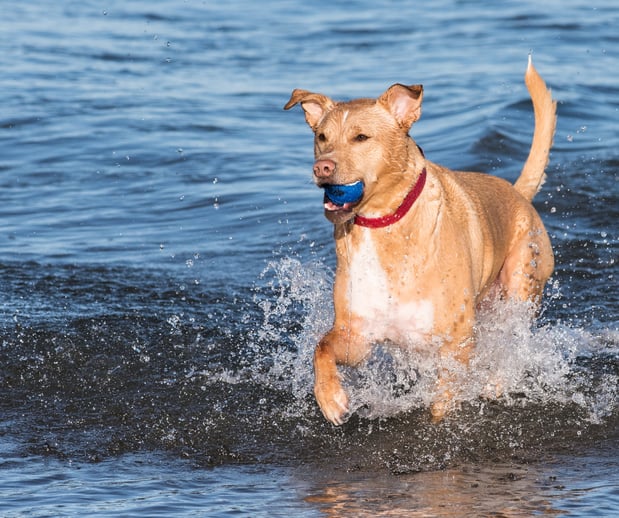 Images Great Outdogs