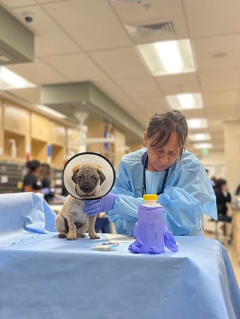 Images VCA West Los Angeles Animal Hospital