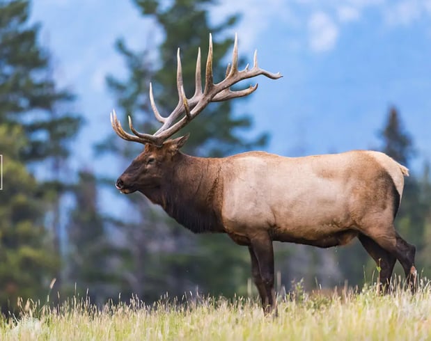 Images Backcountry Safaris