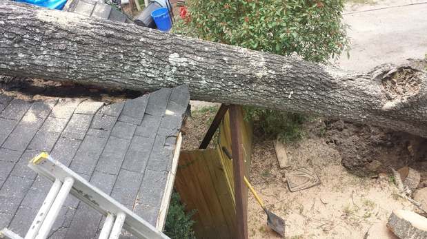Images TNT Tree Service
