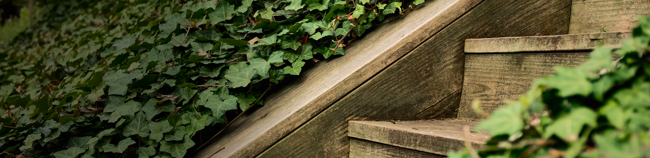 Close-up of an outdoor wooden staircase surrounded by vines.