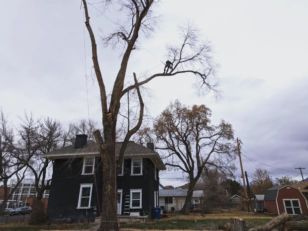 Images Great Lake Arbor Care