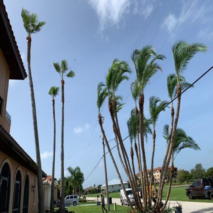 Images Gustavo Flores Lawn Service Inc