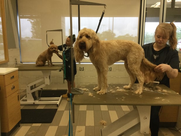 Images Petco Grooming