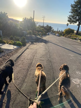 Images Del Mar Doggers dog walking, dog sitting, overnight stays