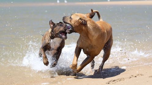 Images Clinica Veterinaria Briantea Dr. Federico Ape