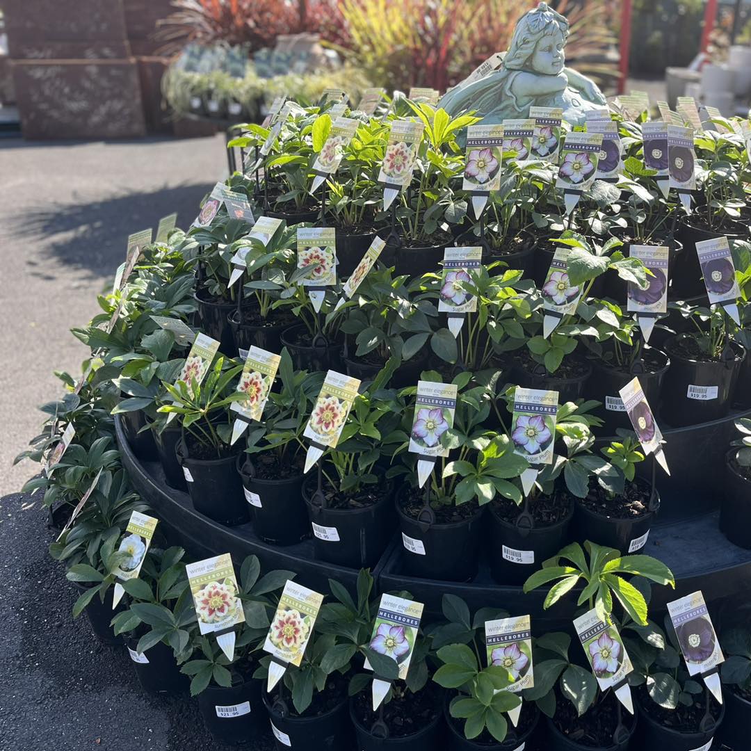 Images Stoneman's Garden Centre