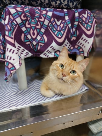 Images VCA Oak Hills Animal Hospital
