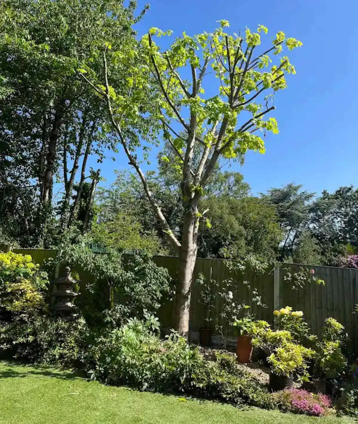 Images Tree Doctors & Landscaping