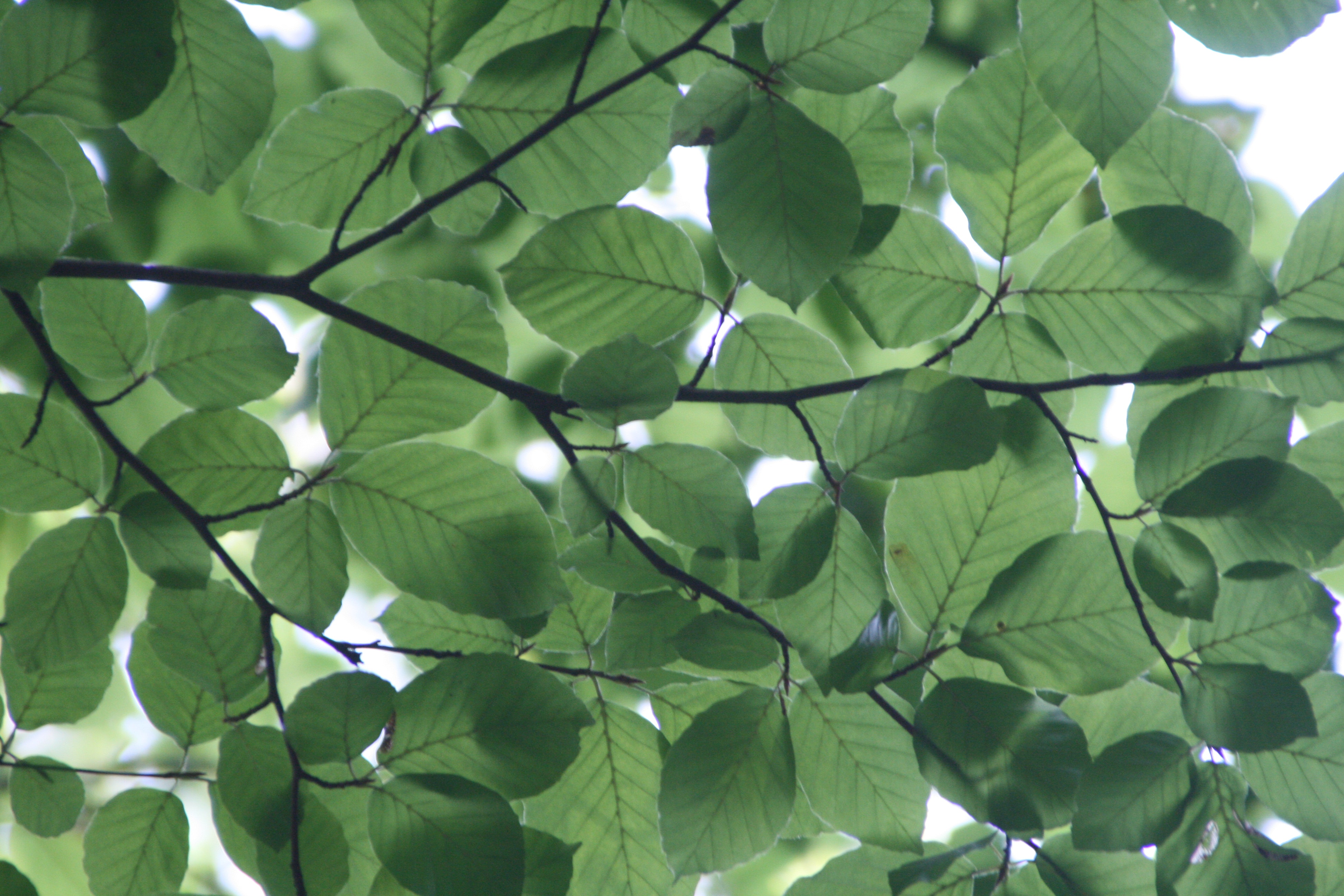 Images J. Daniels' Trees