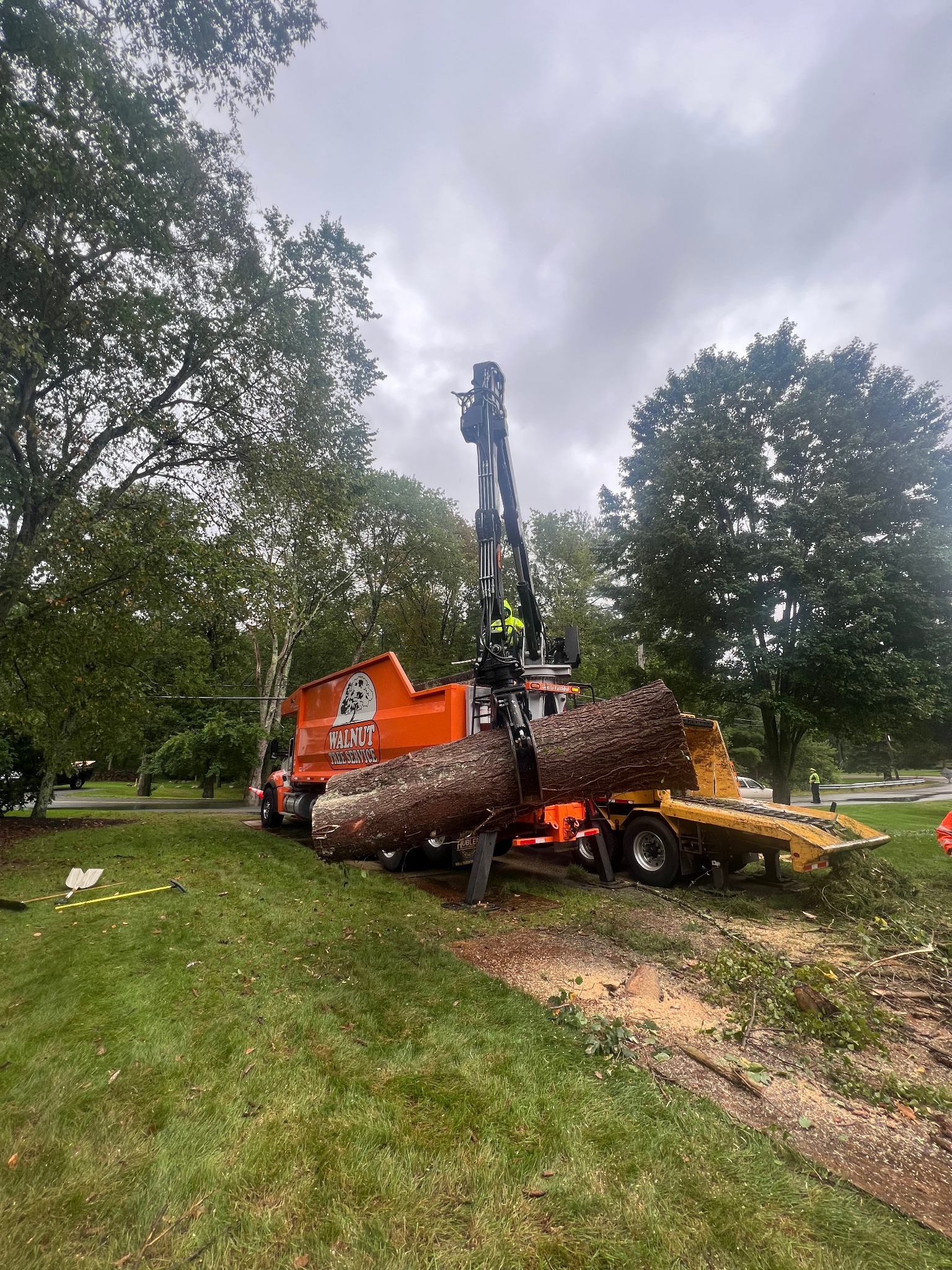 Walnut Tree Service Image