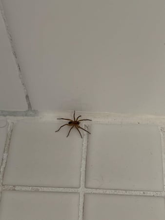 Images Organa Pest Control