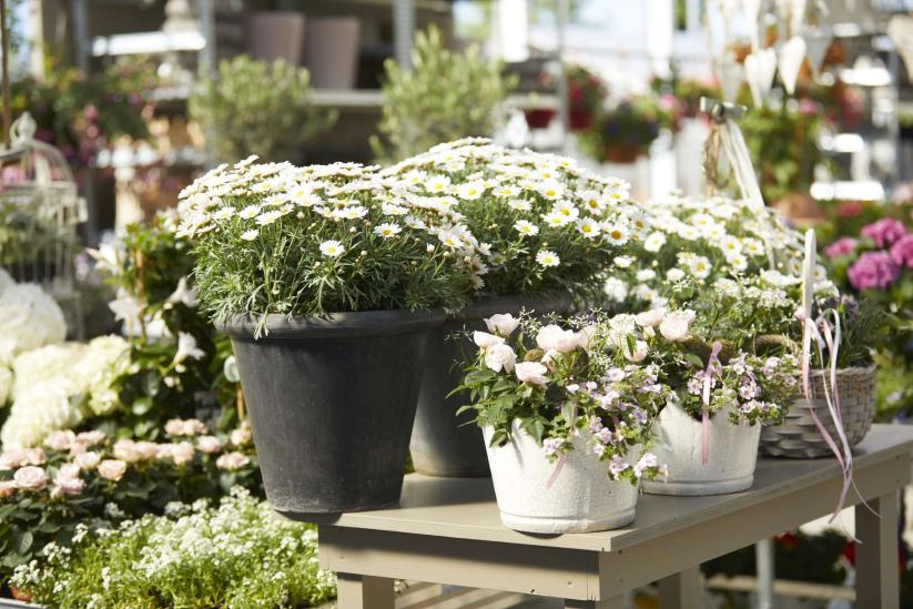 Blumen Engele • Graz, Alte Poststraße 340 gegenüber Feuerhalle ...