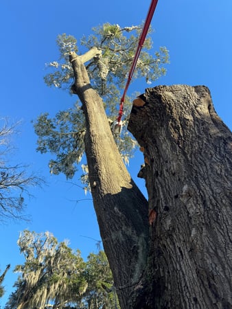 Images Magana Tree Service