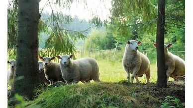 Images Lallin Lammas Oy