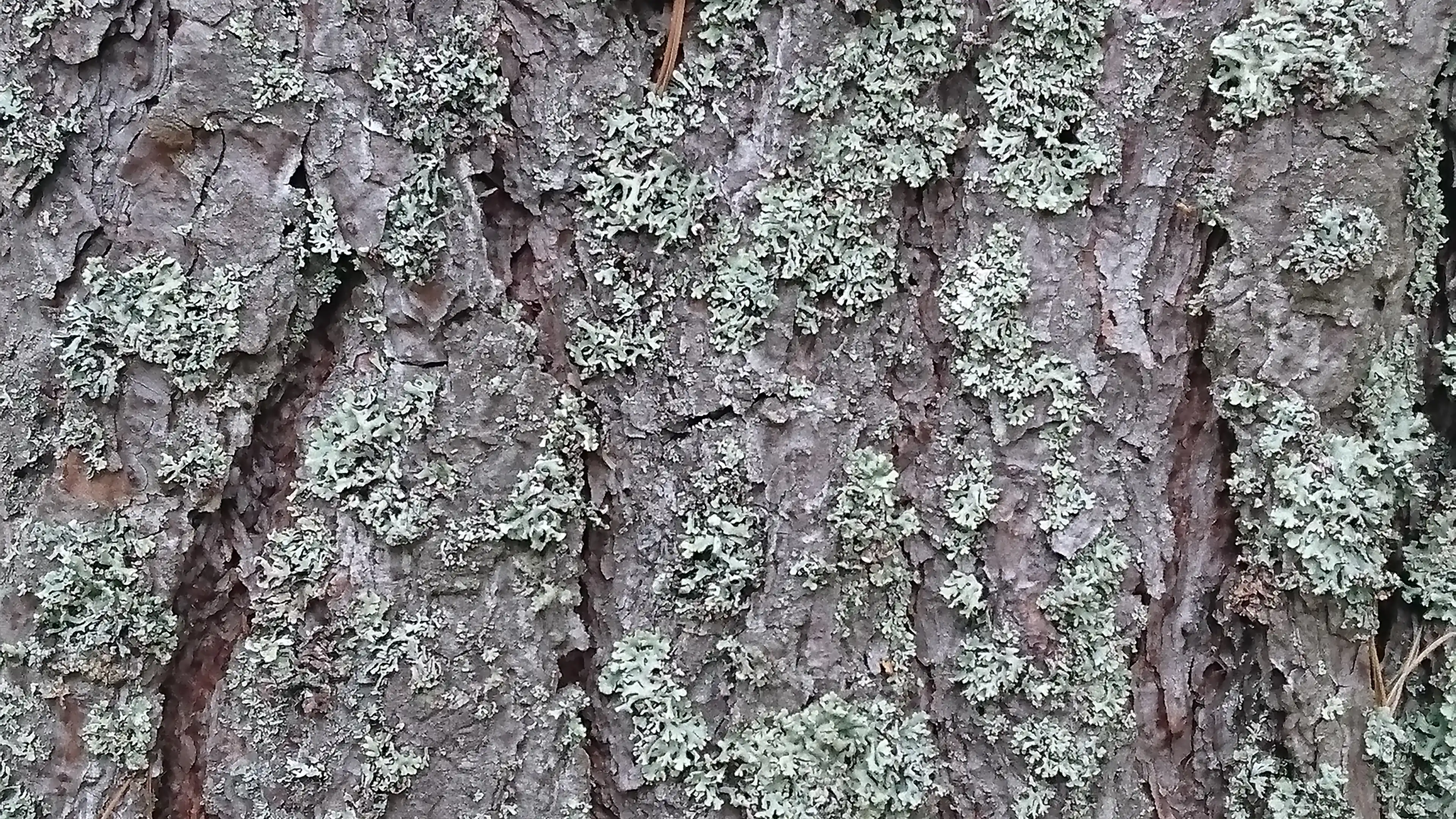 Images Family Timber Finland Oy