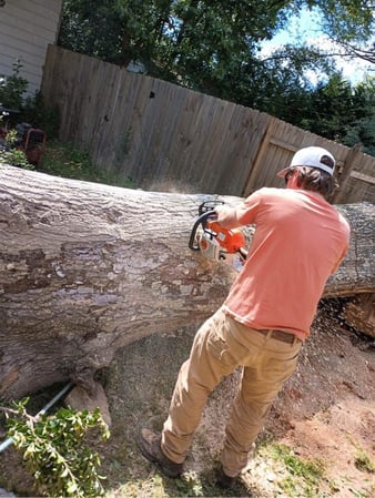 Images Tree Removal and Landscaping