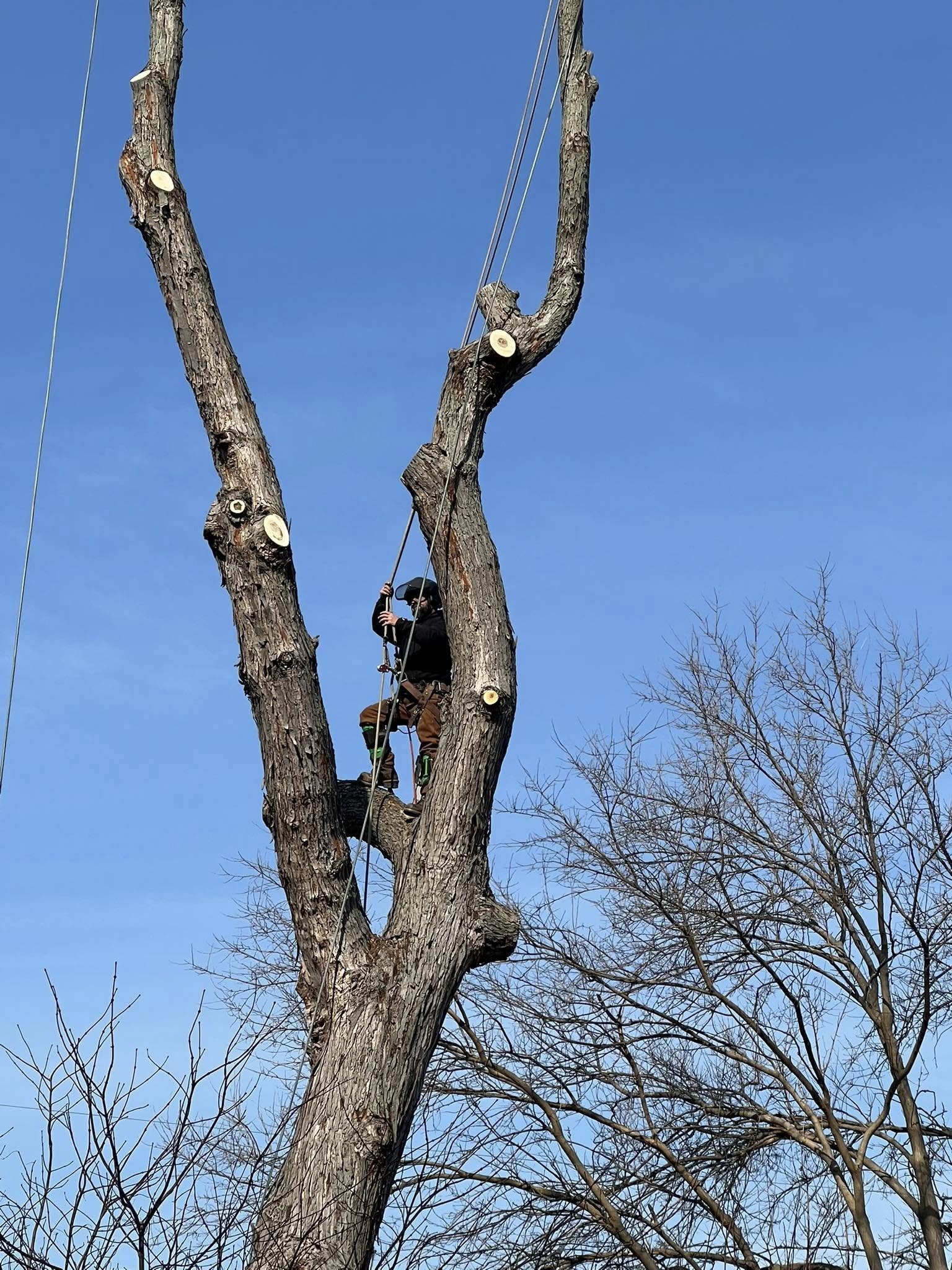Lucca Landscaping & Construction LLC provides safe and efficient tree removal services to help protect your property and maintain a clean, open landscape. Whether due to damage, disease, or space planning, we handle each removal with precision and care. Our team is committed to completing every job with minimal disruption and maximum safety. You can count on us for professional service that gets the job done right.