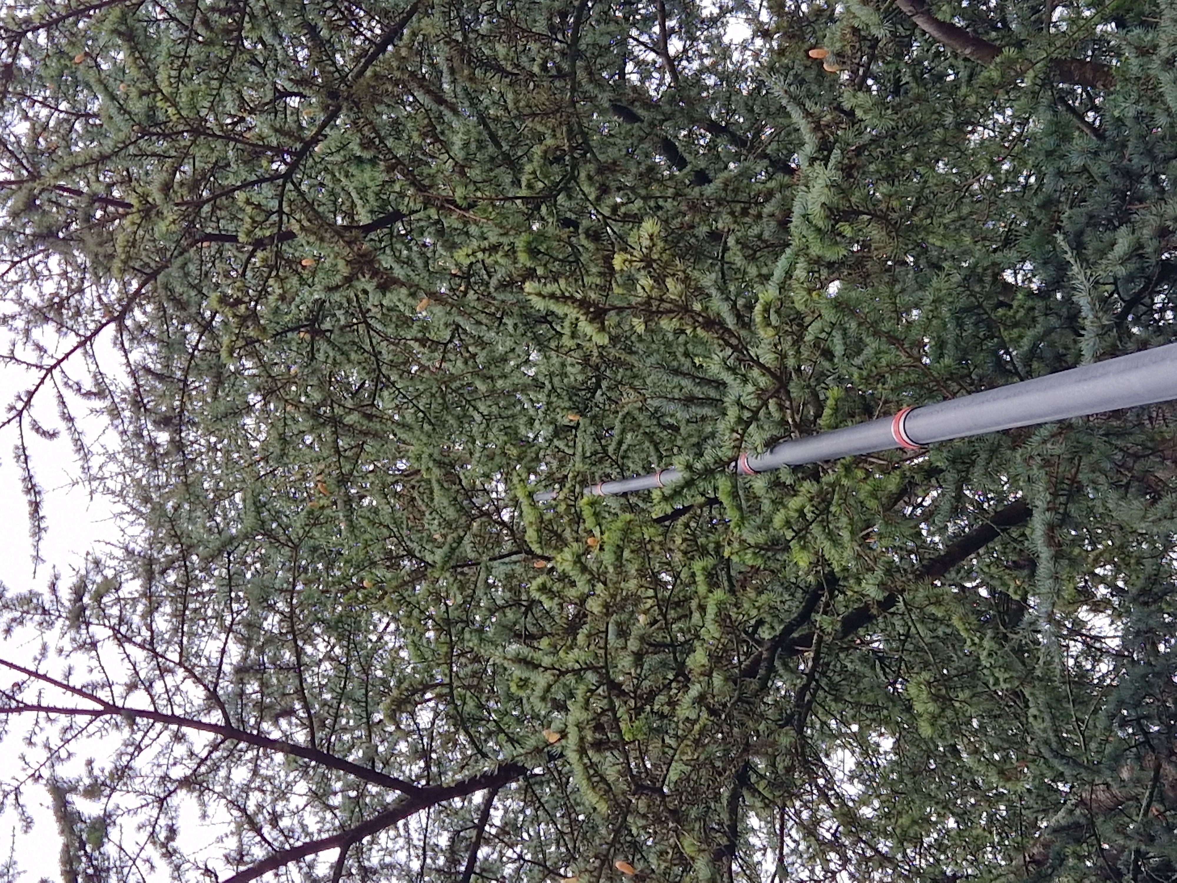 Nid de frelons asiatiques à plus de 15m de haut dans un cèdre à Ciré d'Aunis Nid de frelons asiatiques à plus de 15m de haut dans un cèdre à Ciré d'Aunis