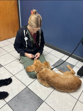 Images VCA Preston Park Animal Hospital