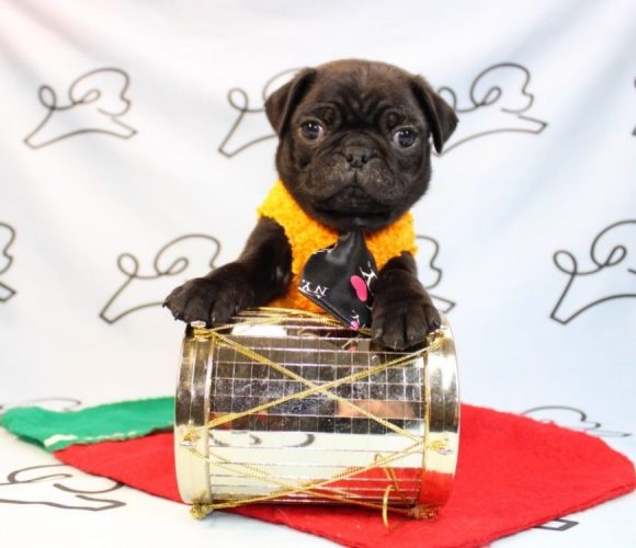 Teacup & Toy Pug puppies for sale Las Vegas