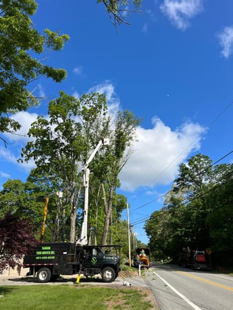 Images Yankee Tree Service