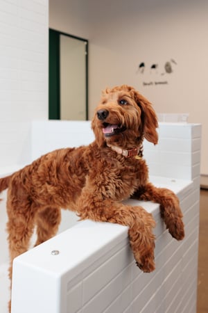 Images Bowie Barker Woodland Hills