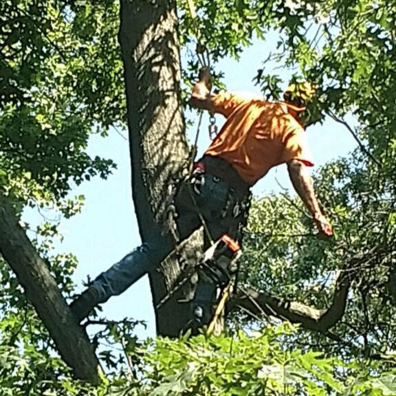 Allegiant Tree Care Logo