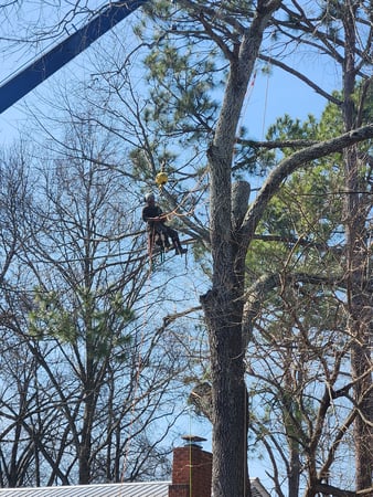 Images Dutton Tree Service