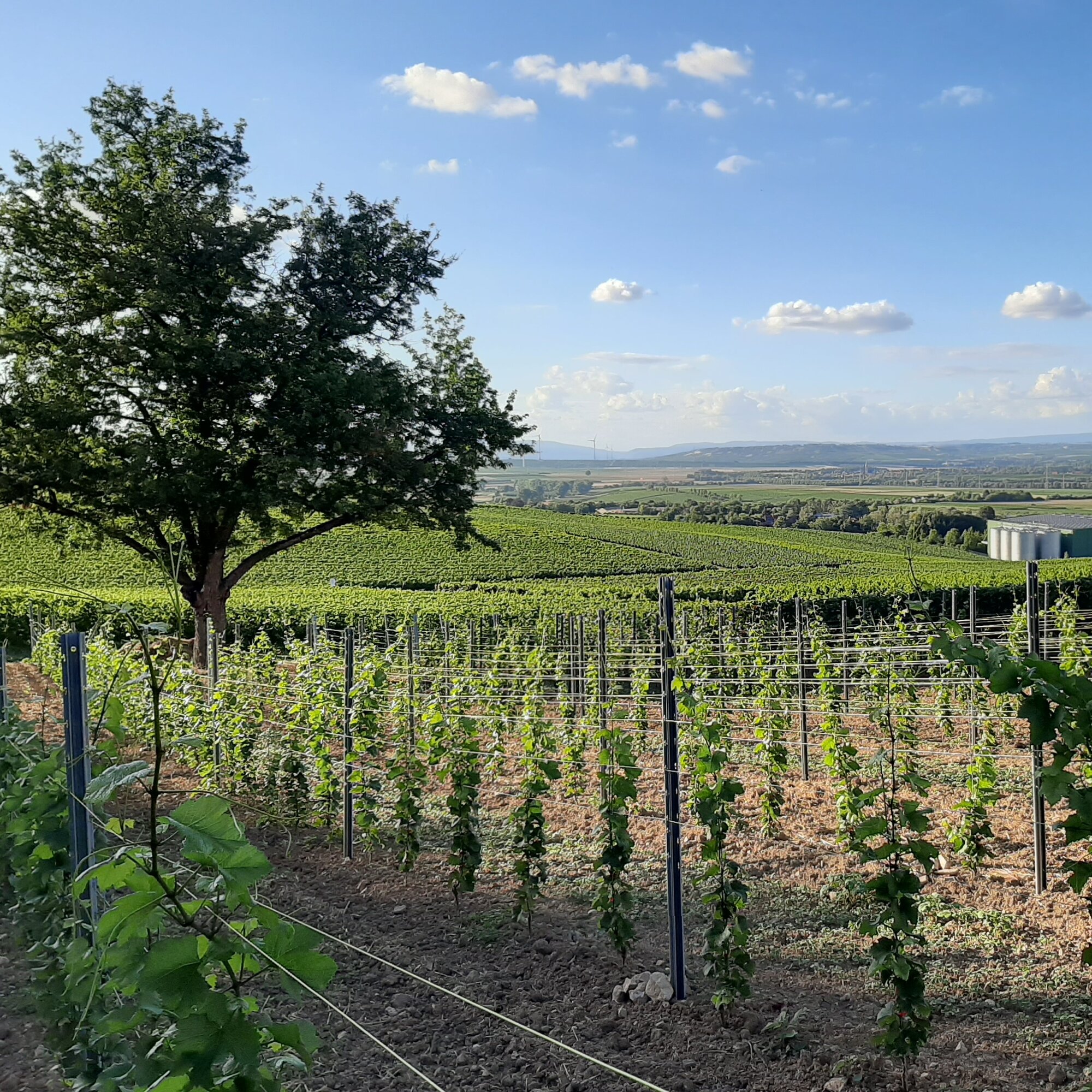 Weinhaus Uhl, Untergasse 2 in Lonsheim