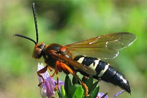 Image 9 | Bee Busters Inc