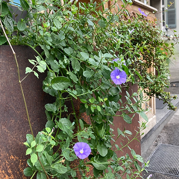 Emilia Mihalydeakpal DaMa Pflanzendesign, Felsplattenstrasse 24 in Basel