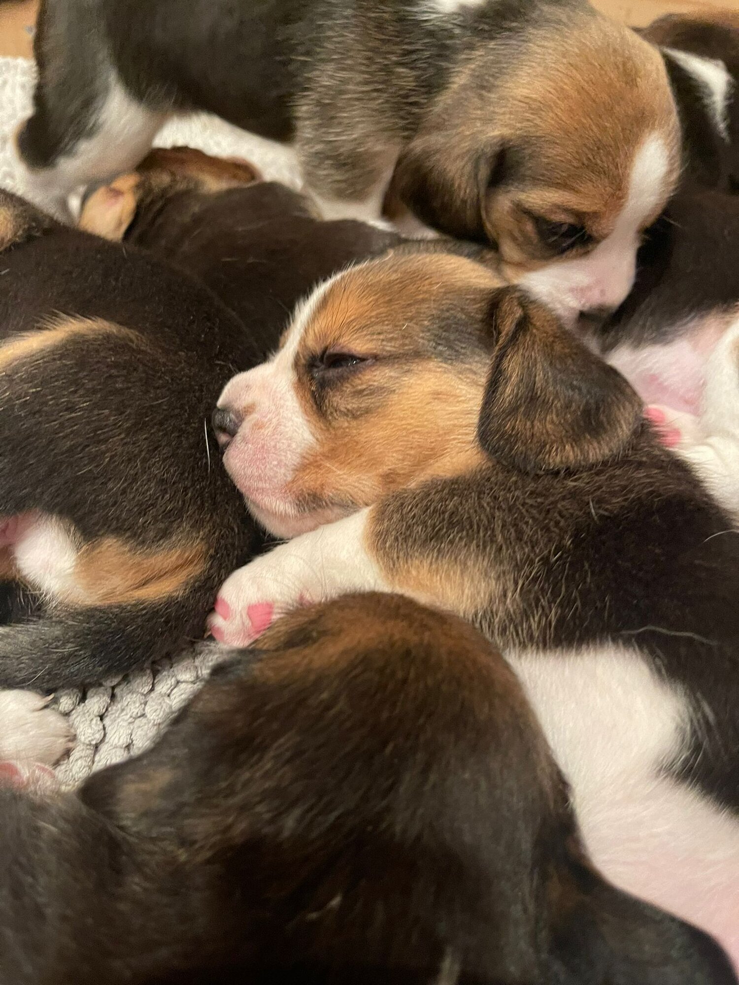 Bilder Beagleszucht Appenzell