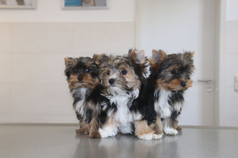 Kleintierpraxis Dr. med. vet. R. Hildebrand, Markt 49 in Werdau