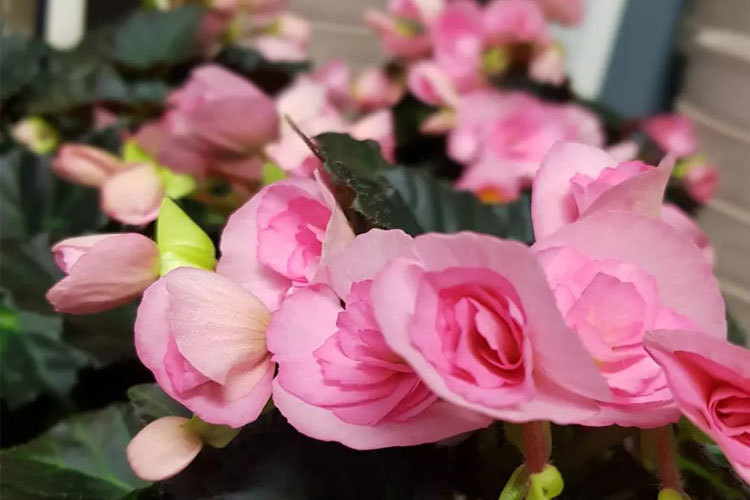 Images BLOMSTERBUA SELFORS AS