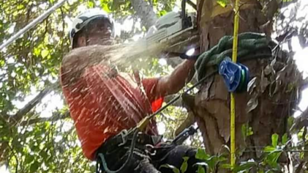 Images Redwine's Tree Service LLC