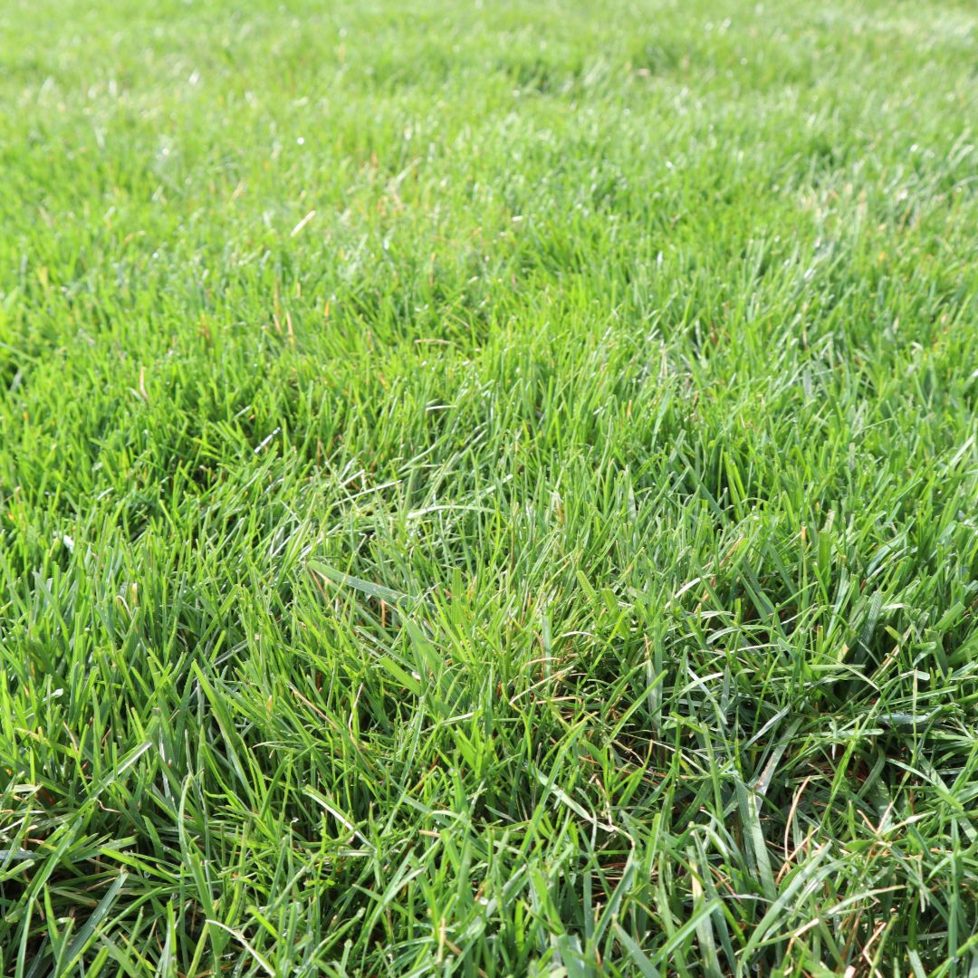 Blue Duck Lawn Care Image