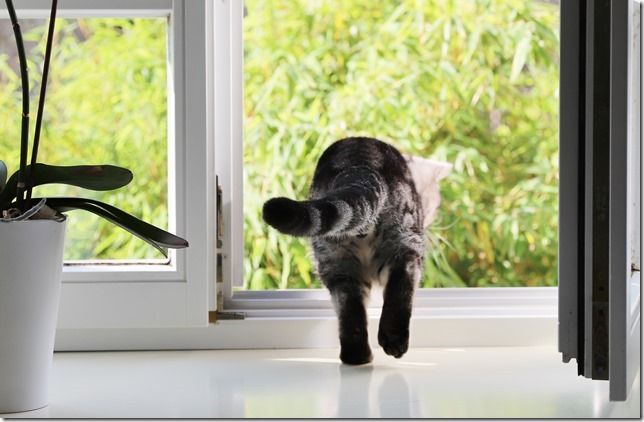 Fachtierärzte f. Kleintiere in Reithofen - Dr. Astner und Dr. Neumaier, Erdinger Straße 3 in Pastetten