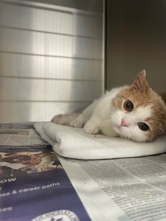 Images Melrose La Brea Animal Hospital