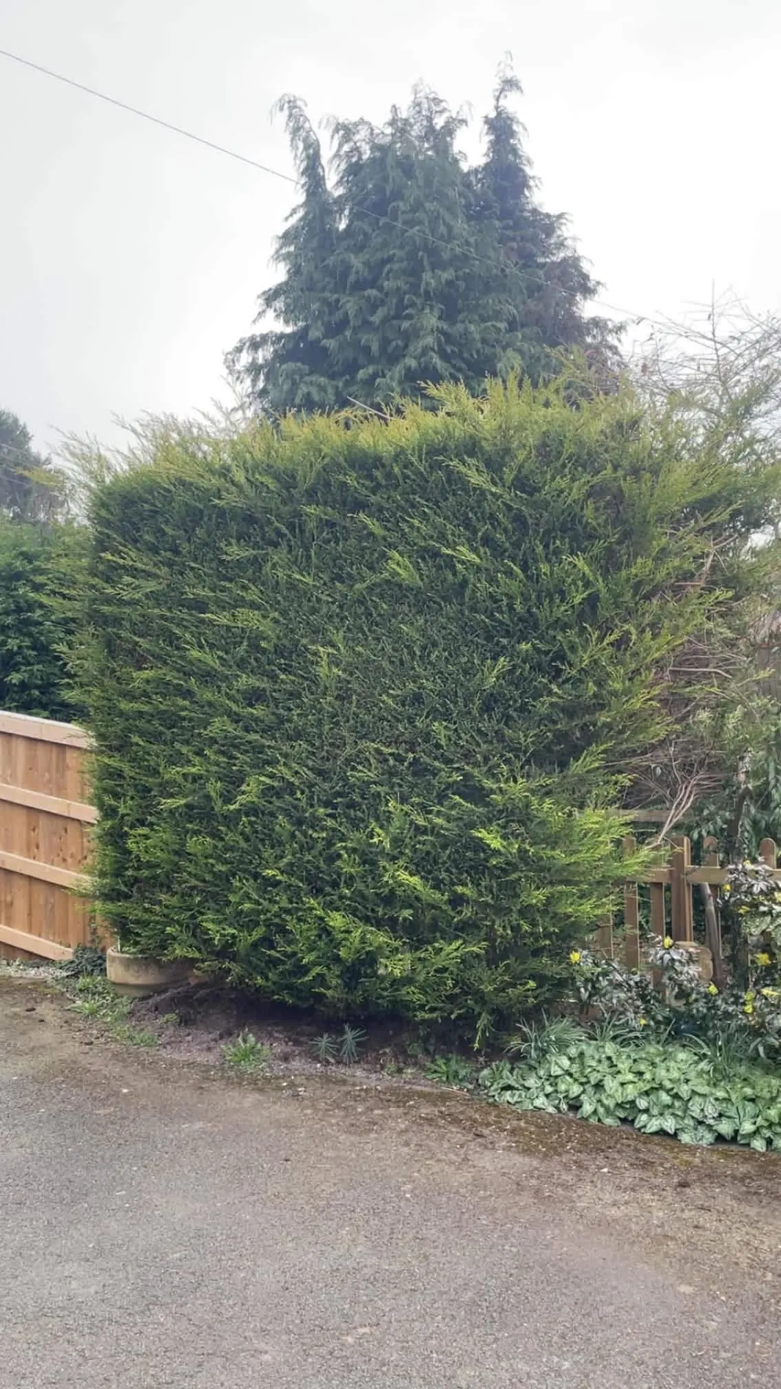 Images Oakwood Tree & Landscaping Services