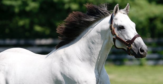 Images Horse Farm Tours