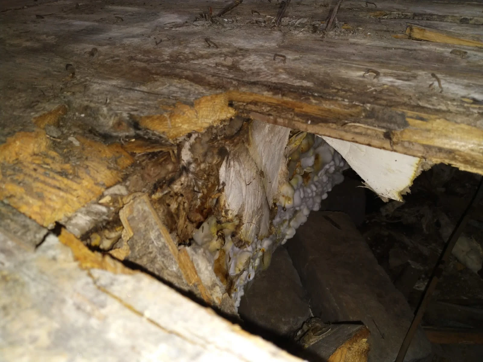 Images Damp Detectives