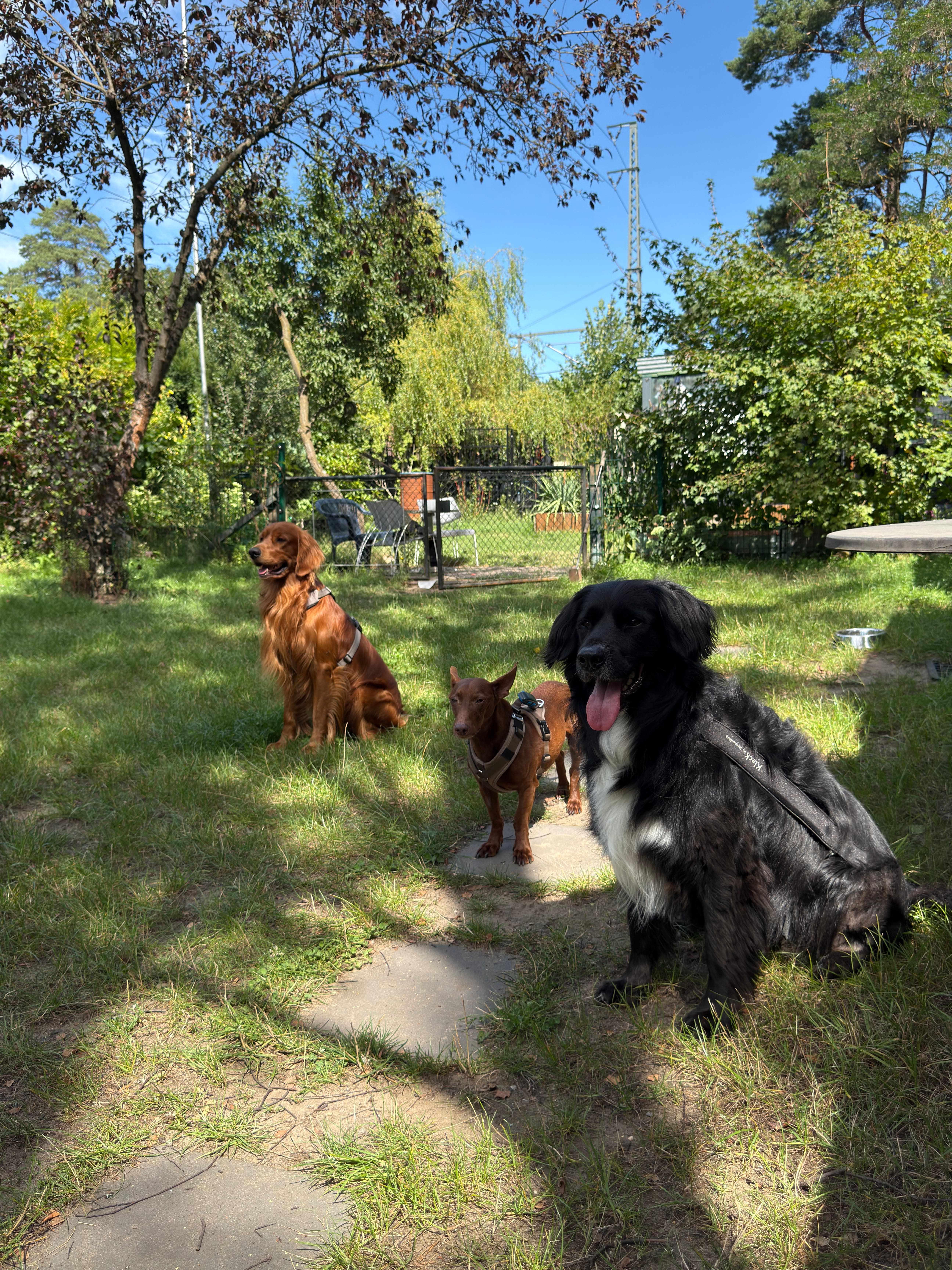 Bild 7 Dogcoach Hundezentrum in Berlin