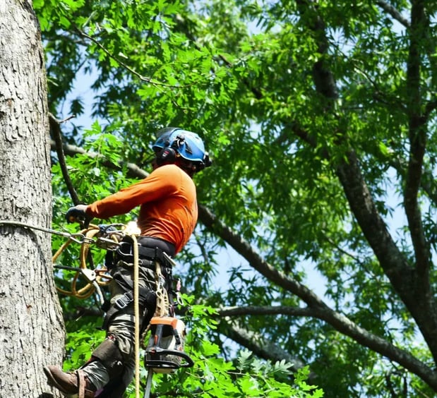 Images Danilo's Professional Tree Service & Landscaping Co
